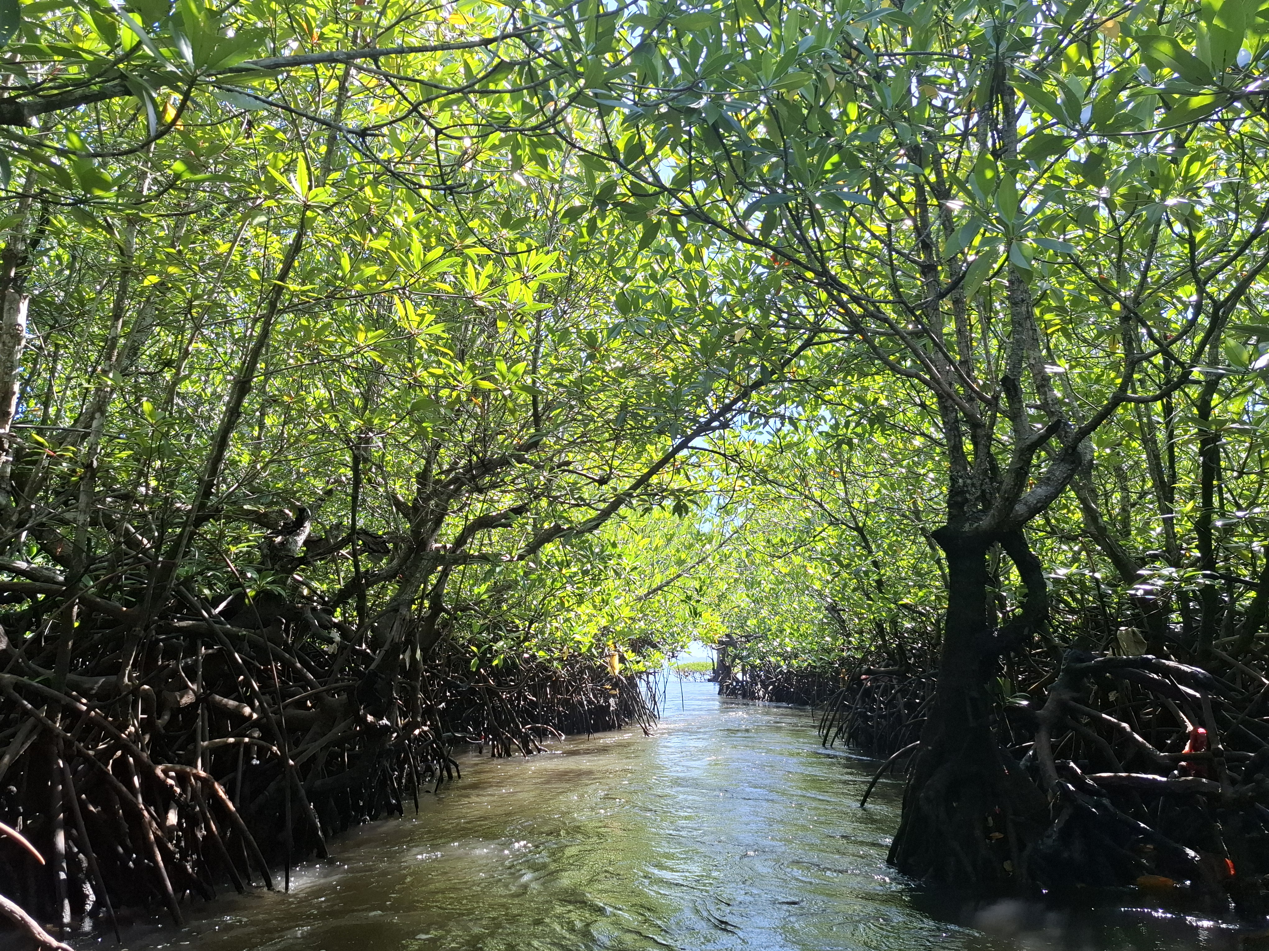 Mangrove